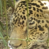 Belize Zoo  097